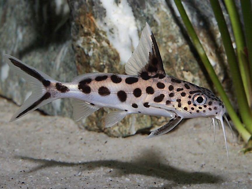 Сомик Синодонтис кукушка (Synodontis multipunctat