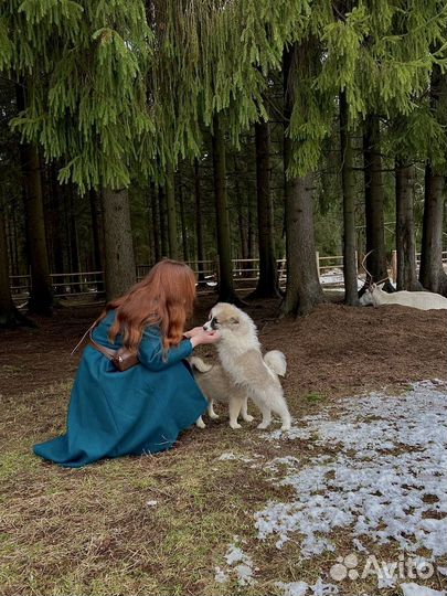 Догситтер, передержка кошек, передержка собак