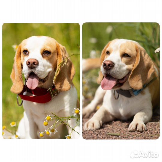 Бигль. Вязка