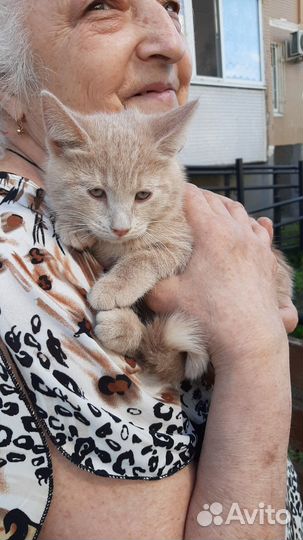 Отдам в хорошую семью котенка