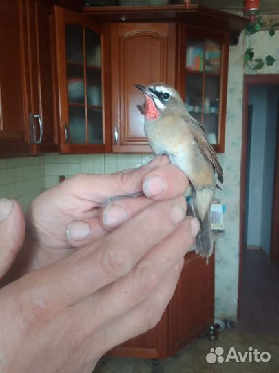 Певчие птицы