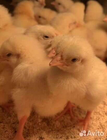 Цыплята бролерные смена 9
