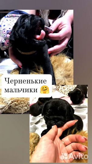 Щенки мопса черные