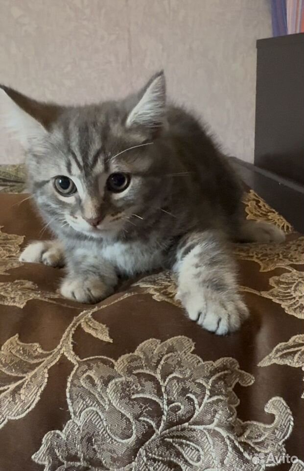 Котёнок в добрые руки, Краснодар
