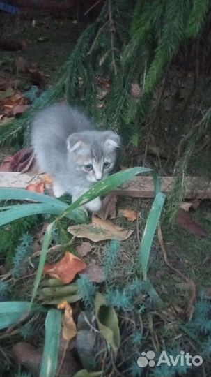 Котята в добрые руки бесплатно девочка