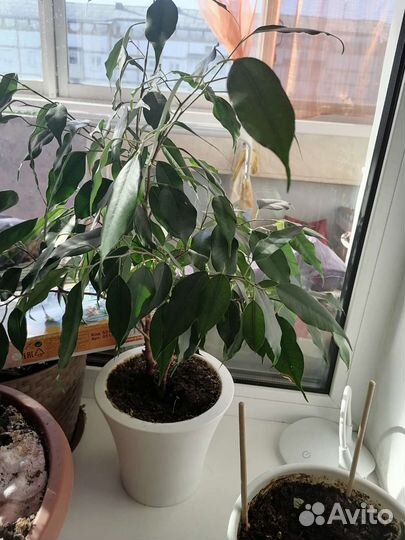 Продам цветы комнатные