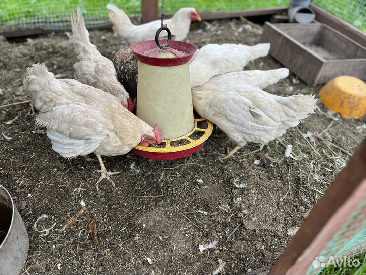 Куры несушки