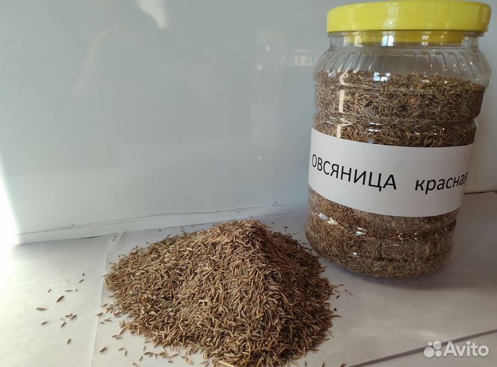 Семена красной овсяницы