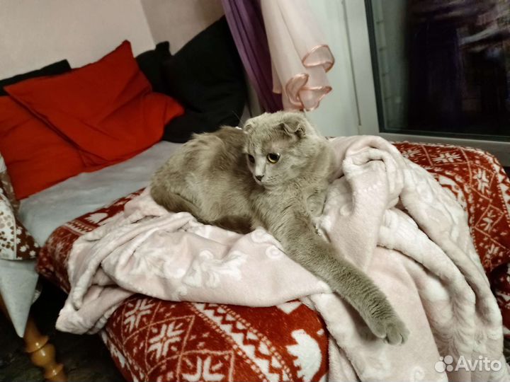 Британка