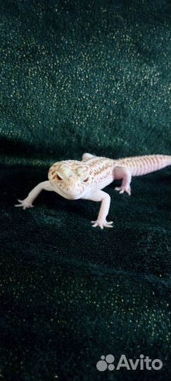 Геккон Эублефар