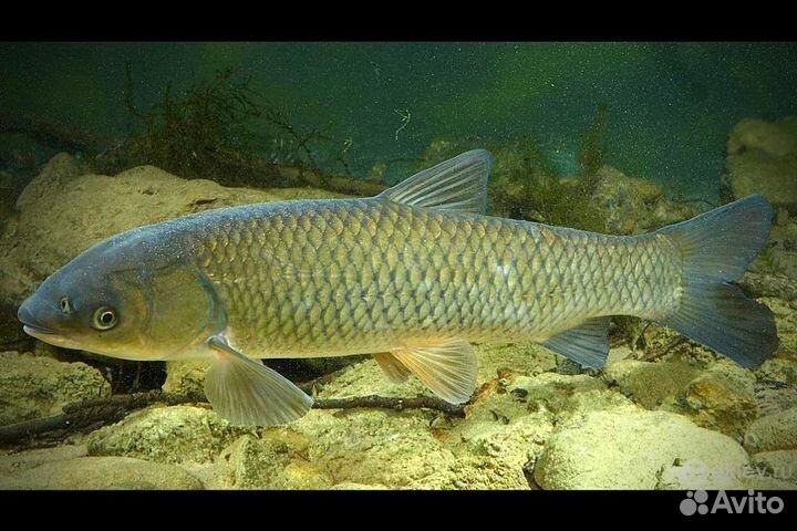 Малек Белого Амура Опт/Розница Доставка