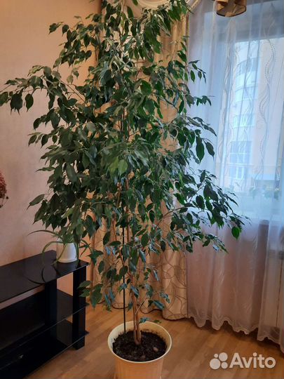 Фикус бенджамина