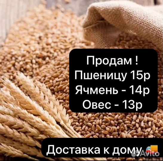 Продам Пшеницу 15р Ячмень - 14р Овес - 13р