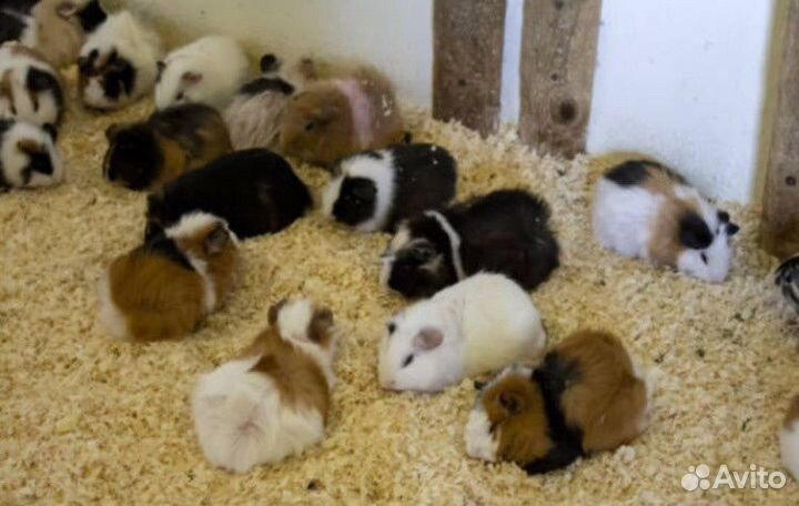 Морские свинки американские тедди