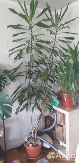 Пальма драцена