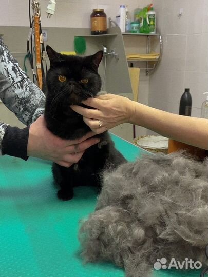 Стрижка кошек