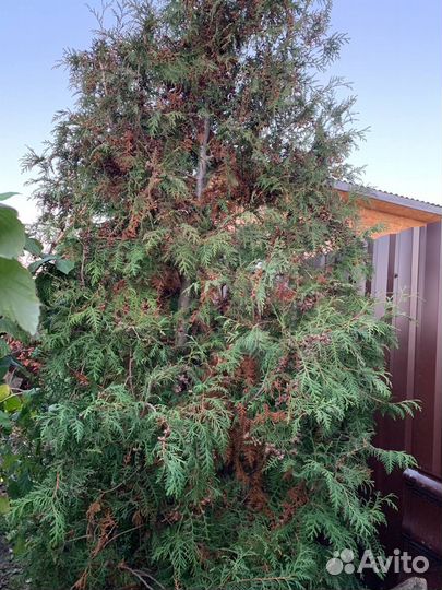 Туи западные 3 - 3,2м