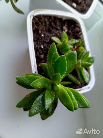 Крассула justus corderoy