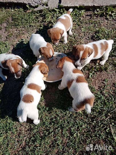 Щенки джек Рассел терьер