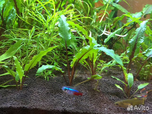 Растения для аквариума