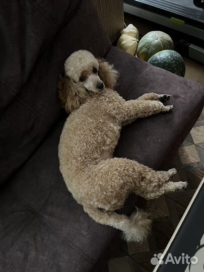 Вязка кобель пудель той