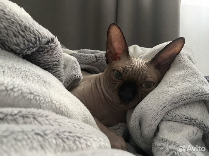 Канадский сфинкс вязка мальчик