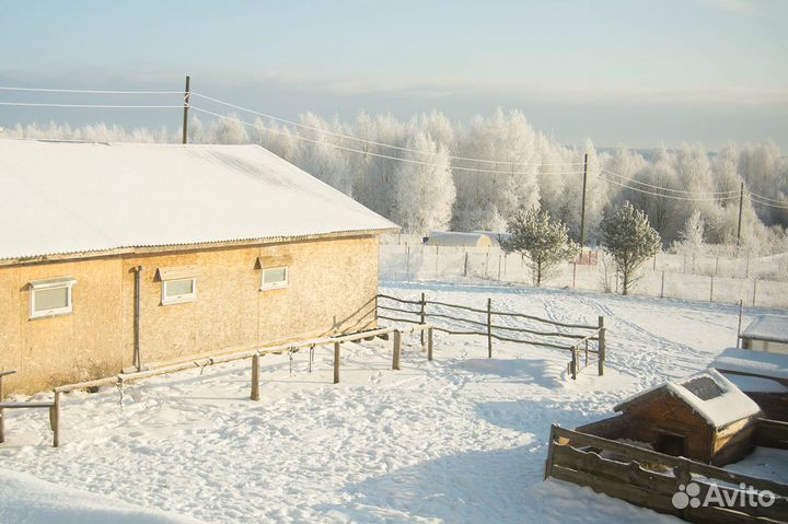 Постой лошадей