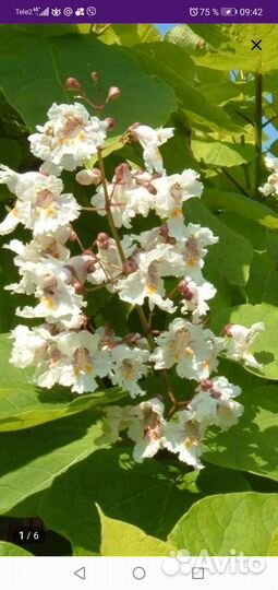 Саженцы катальпы