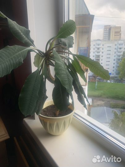 Продам цветы комнатные