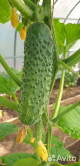 Огурцы свежие домашние