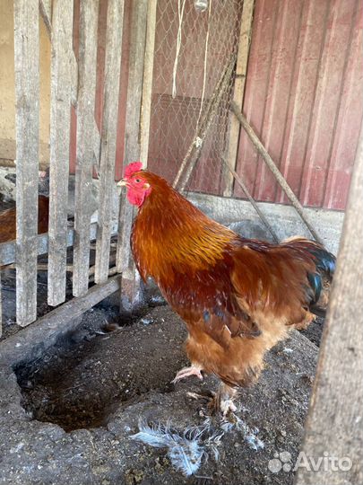Петухи молодые