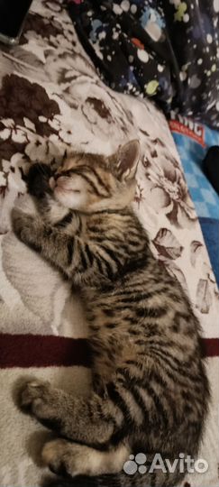 Кошка в дар