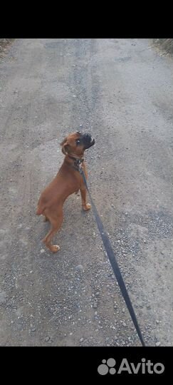 Немецкий боксер