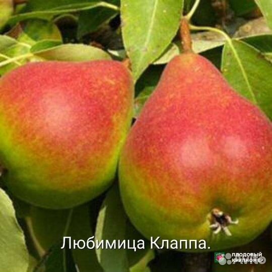 Саженцы груши с зкс