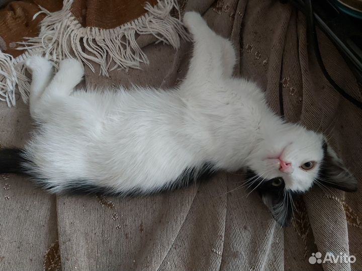 Ласковый котенок в добрые руки