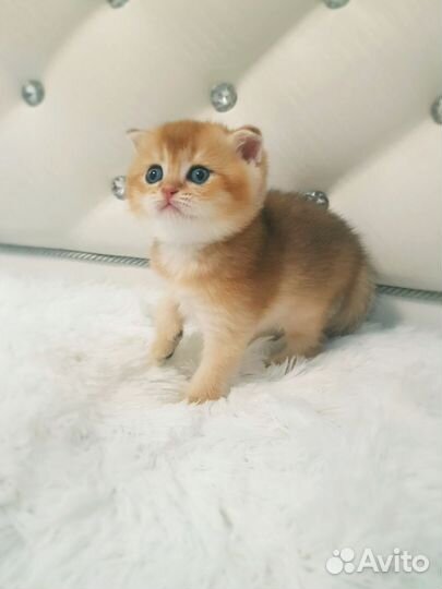 Золотая шиншилла мальчики и девочки