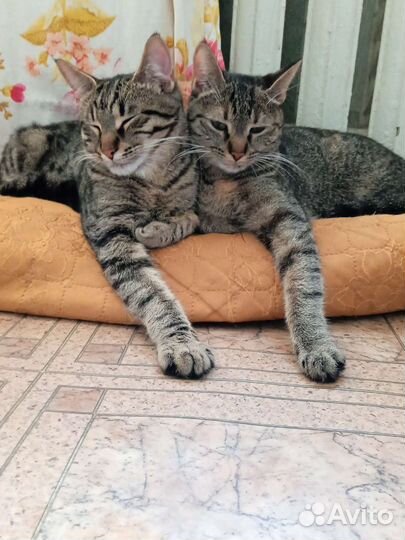 Кошечка Малышка ищет семью