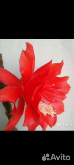 Эпифиллумы