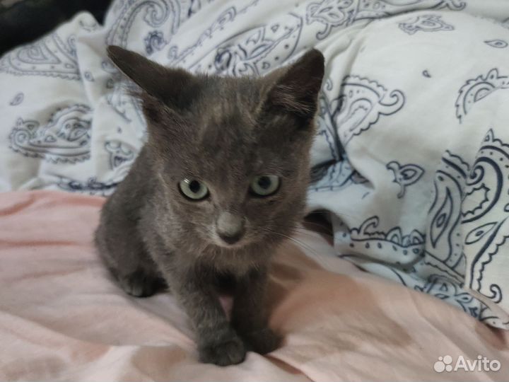 Кошечка в добрые руки