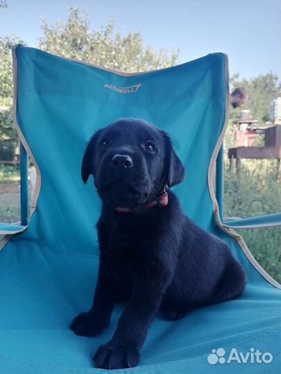 Щенки лабрадора