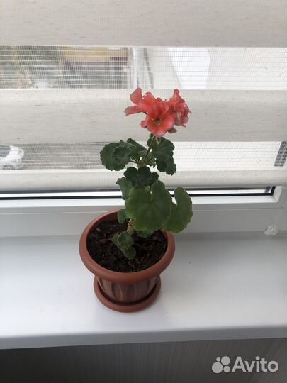 Герань пеларгония