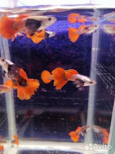 Аквариумные рыбки