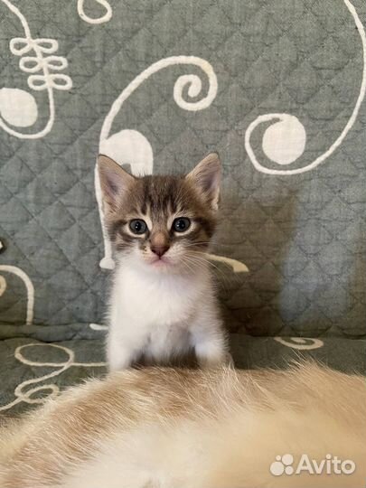 Котята бесплатно