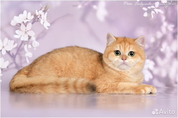 Британская золотая шиншилла