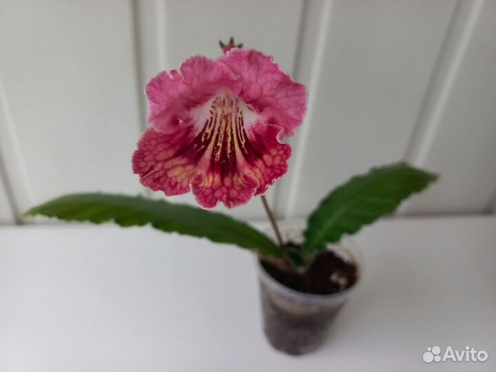 Стрептокарпусы