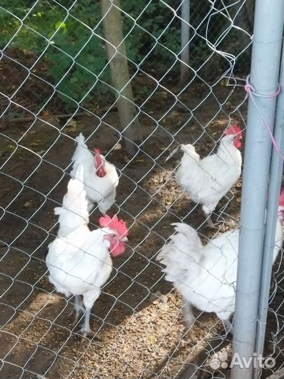 Мараны и бресс гальские петухи