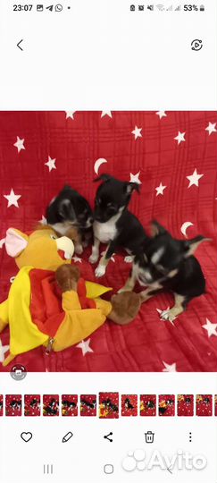 Щенки чихуахуа