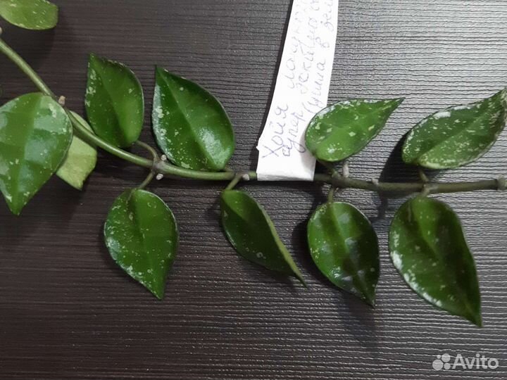 Хойи куртиси / Лакуноза / Ротундифлора