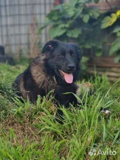 Собака, бесплатно, стерилизована