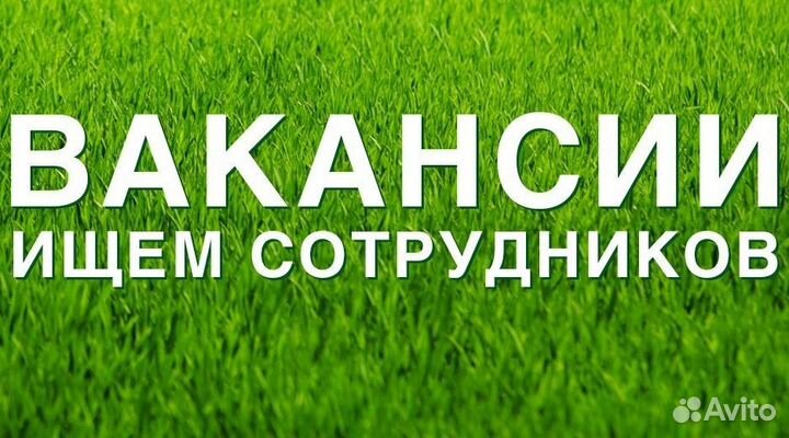 Продавец кассир в продуктовый магазин